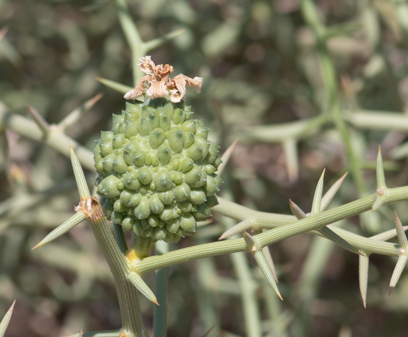 Изображение особи Acanthosicyos horridus.