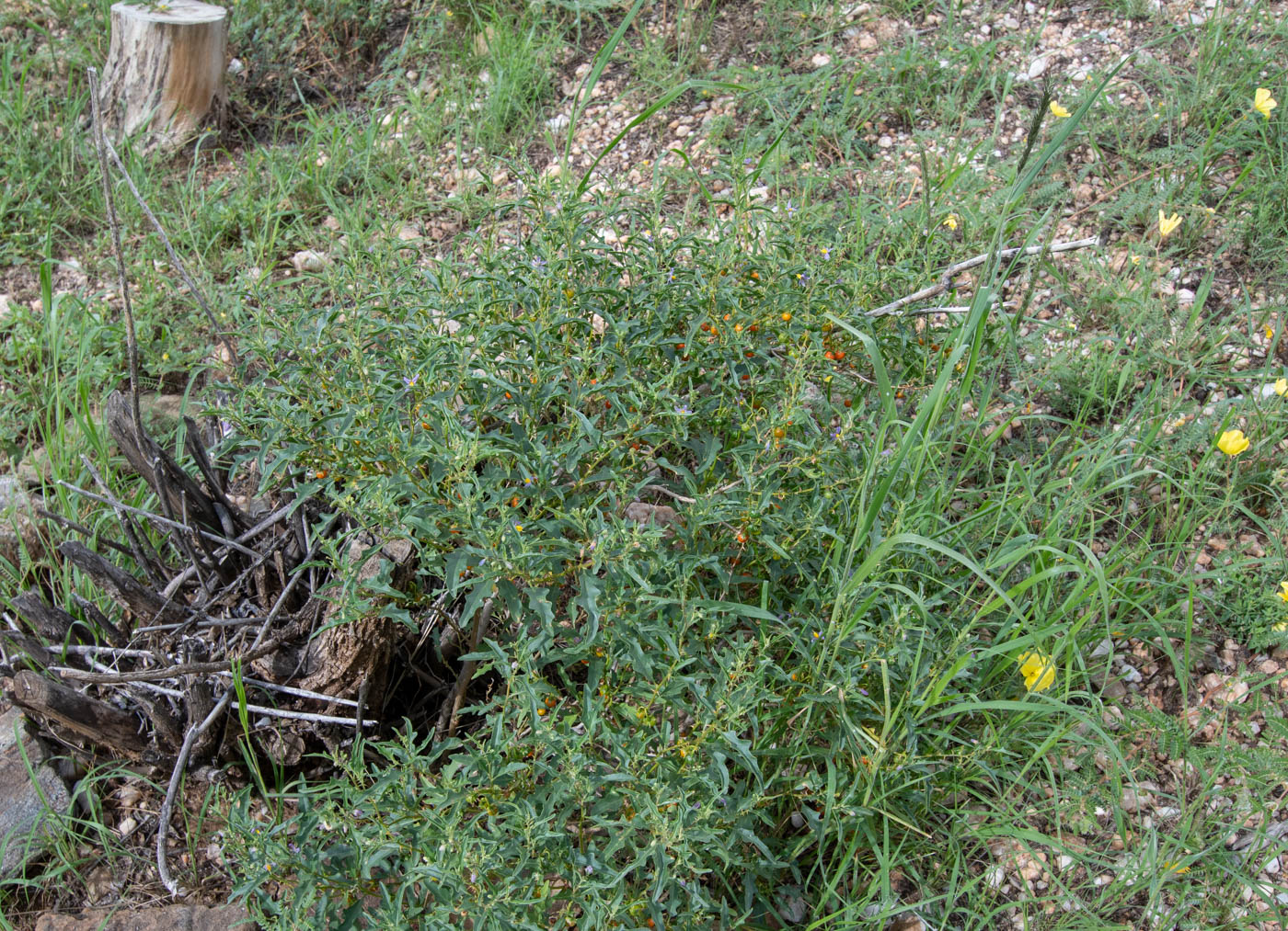 Изображение особи Solanum capense.