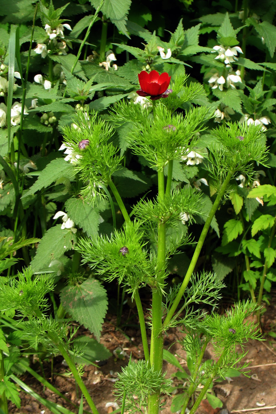 Изображение особи Adonis annua.