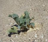 Eryngium maritimum