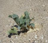 Eryngium maritimum. Растение на ракушечном пляже. Краснодарский край, Ейский р-н, берег Ясенского залива у Ханского озера. 24.08.2010.
