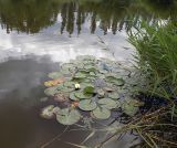 Nymphaea candida