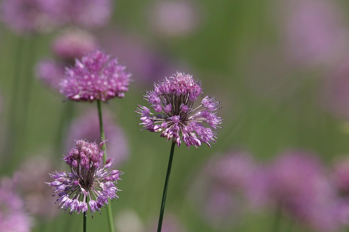 Image of Allium hymenorhizum specimen.