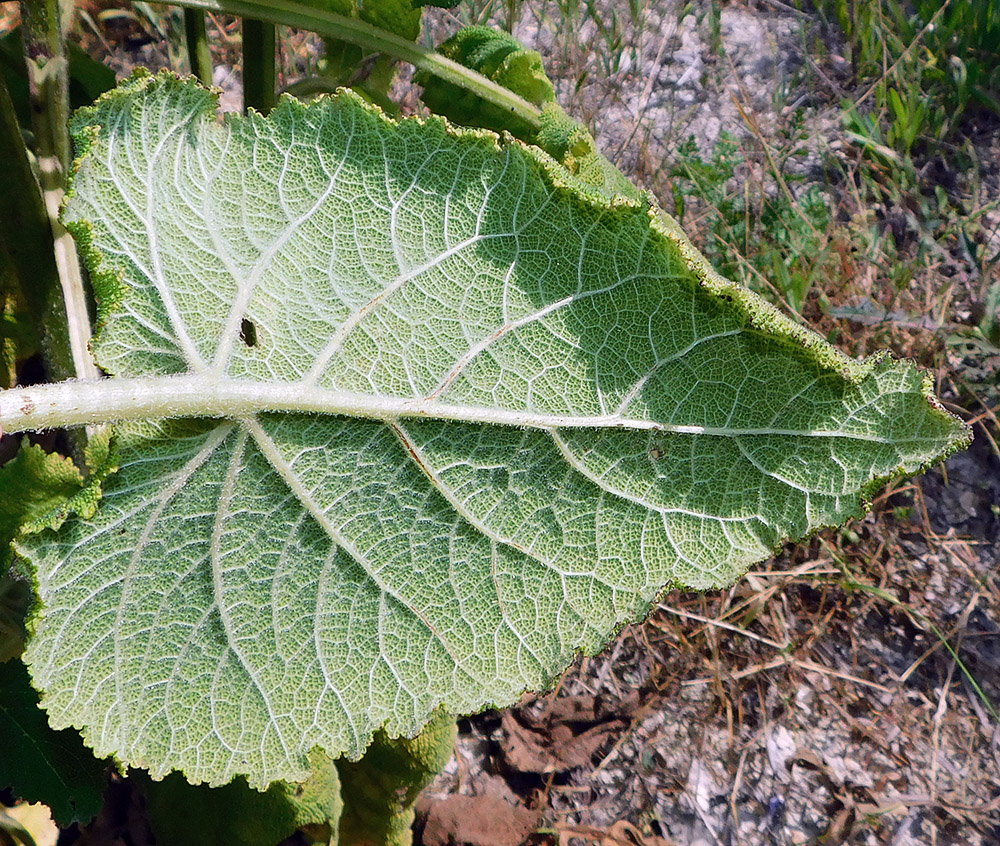 Image of Salvia sclarea specimen.