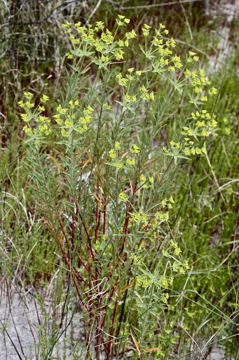 Image of Euphorbia terracina specimen.