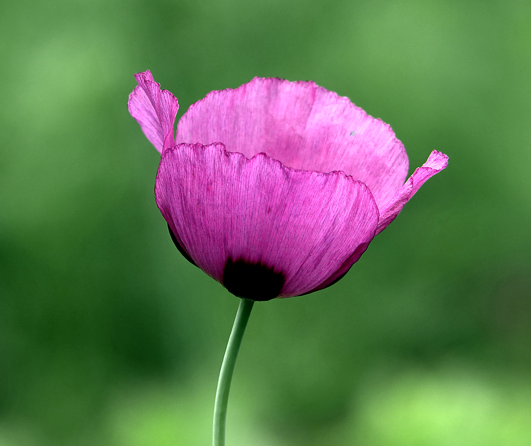 Изображение особи Papaver somniferum.