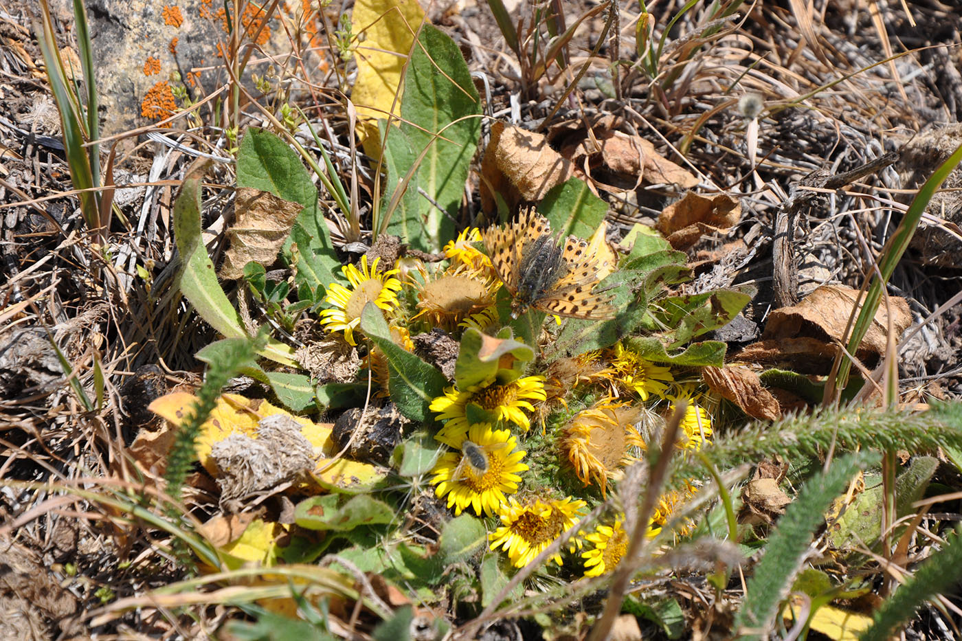 Изображение особи Inula rhizocephala.