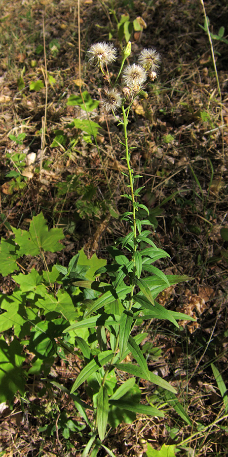 Image of genus Hieracium specimen.