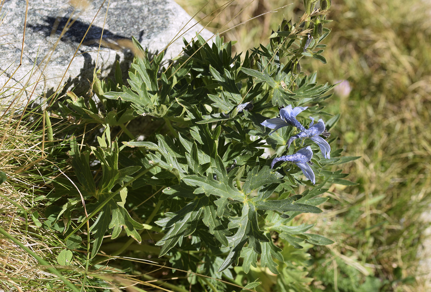Изображение особи Delphinium montanum.
