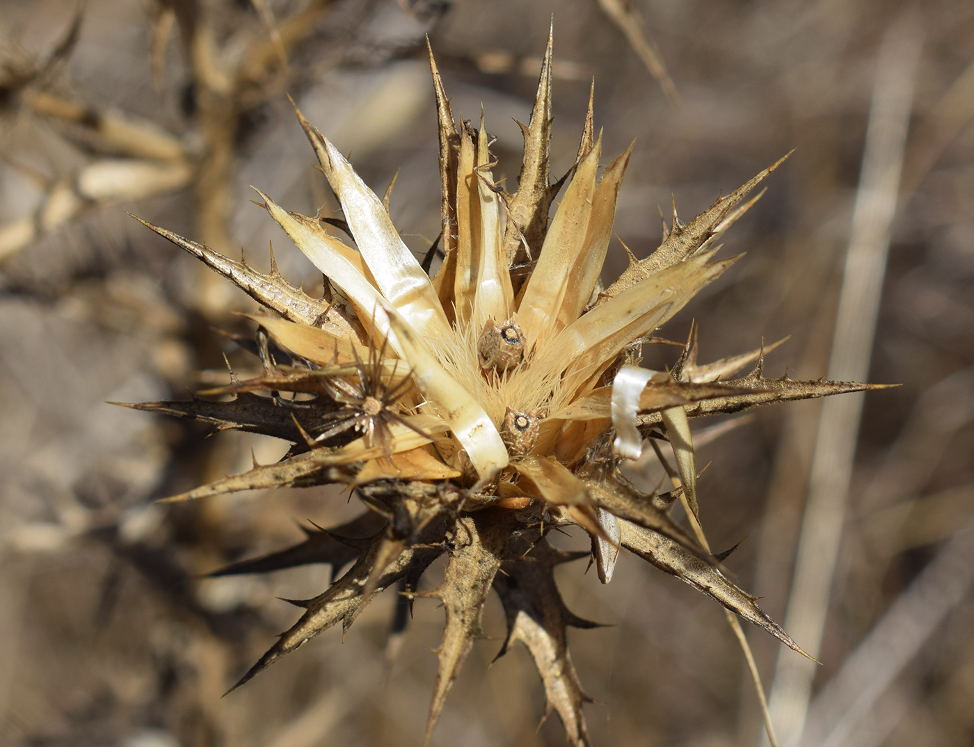 Изображение особи Carthamus lanatus.