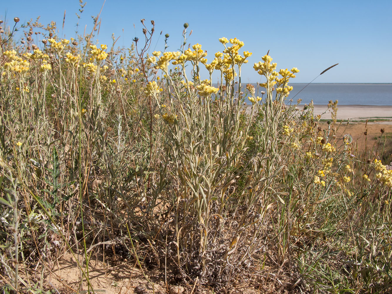 Изображение особи Helichrysum arenarium.