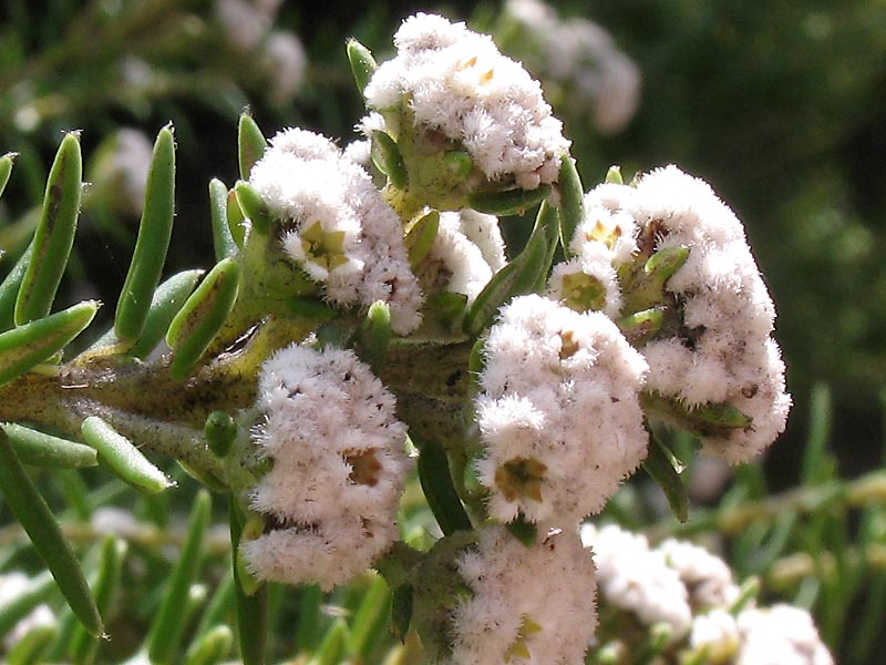 Image of Phylica ericoides specimen.