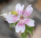 Malva acerifolia. Цветок. Испания, автономное сообщество Канарские о-ва, о-в Фуэртевентура, провинция Las Palmas, муниципалитет Pajara, пос. La Lajita, \"Оазис-Парк\", ботанический сад, reserva de plantas autoctonas. 08.06.2019.