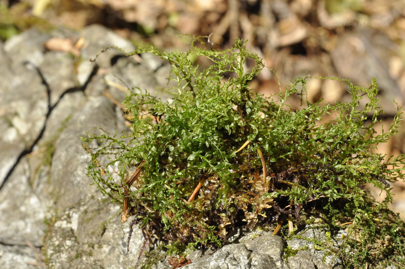 Image of genus Plagiomnium specimen.