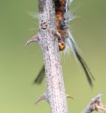 Senegalia fleckii. Часть ветки. Намибия, регион Khoma, ок. 40 км западнее г. Виндхук, \"Eagle Rock Guest Farm\"; плато Khomas, ок. 1900 м н. у. м., саванновое редколесье. 23.02.2020.