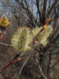Salix rorida. Верхушка побега с отцветающими мужскими соцветиями. Магаданская обл., окр. г. Магадан, сопка возле города, ивняк вдоль ручья. 06.05.2019.