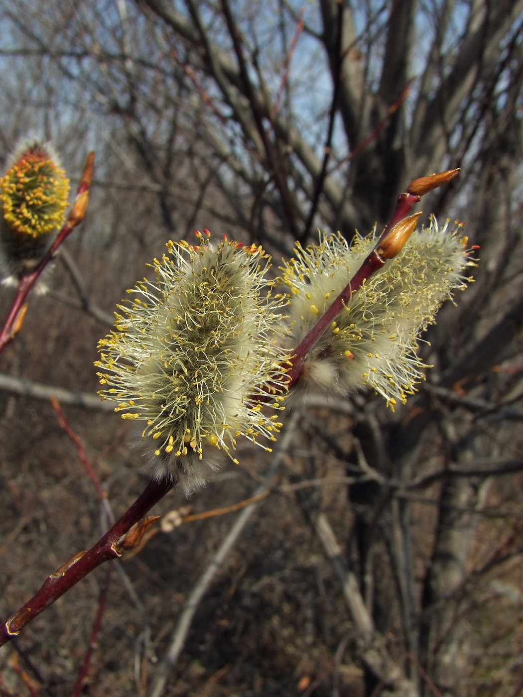 Image of Salix rorida specimen.