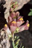 Linaria popovii