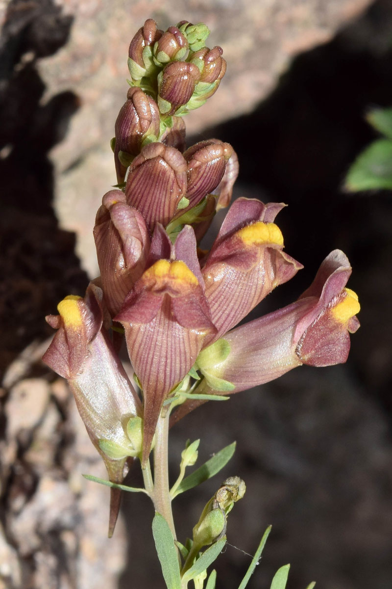 Изображение особи Linaria popovii.