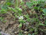 Arenaria uralensis