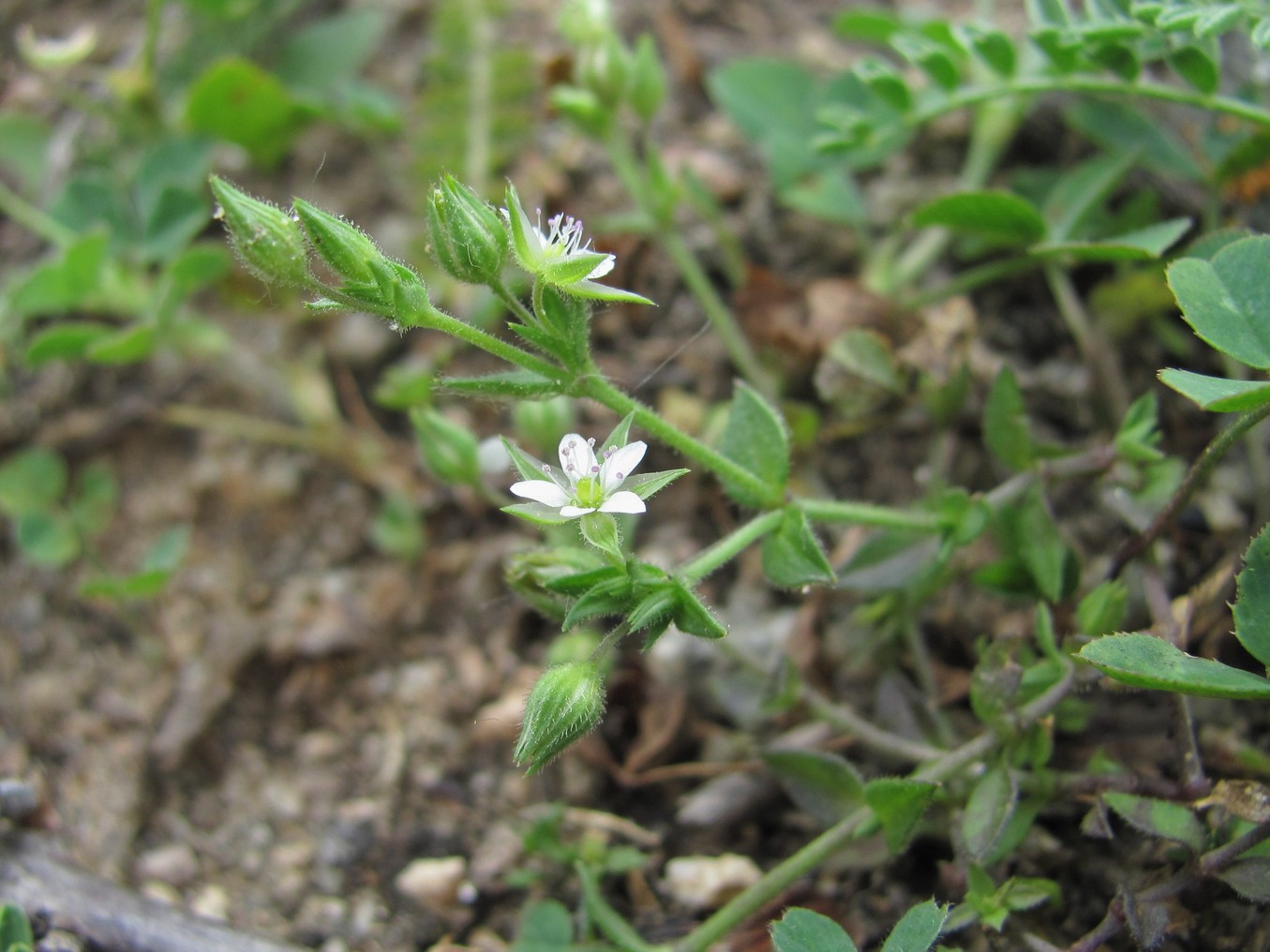 Image of Arenaria uralensis specimen.
