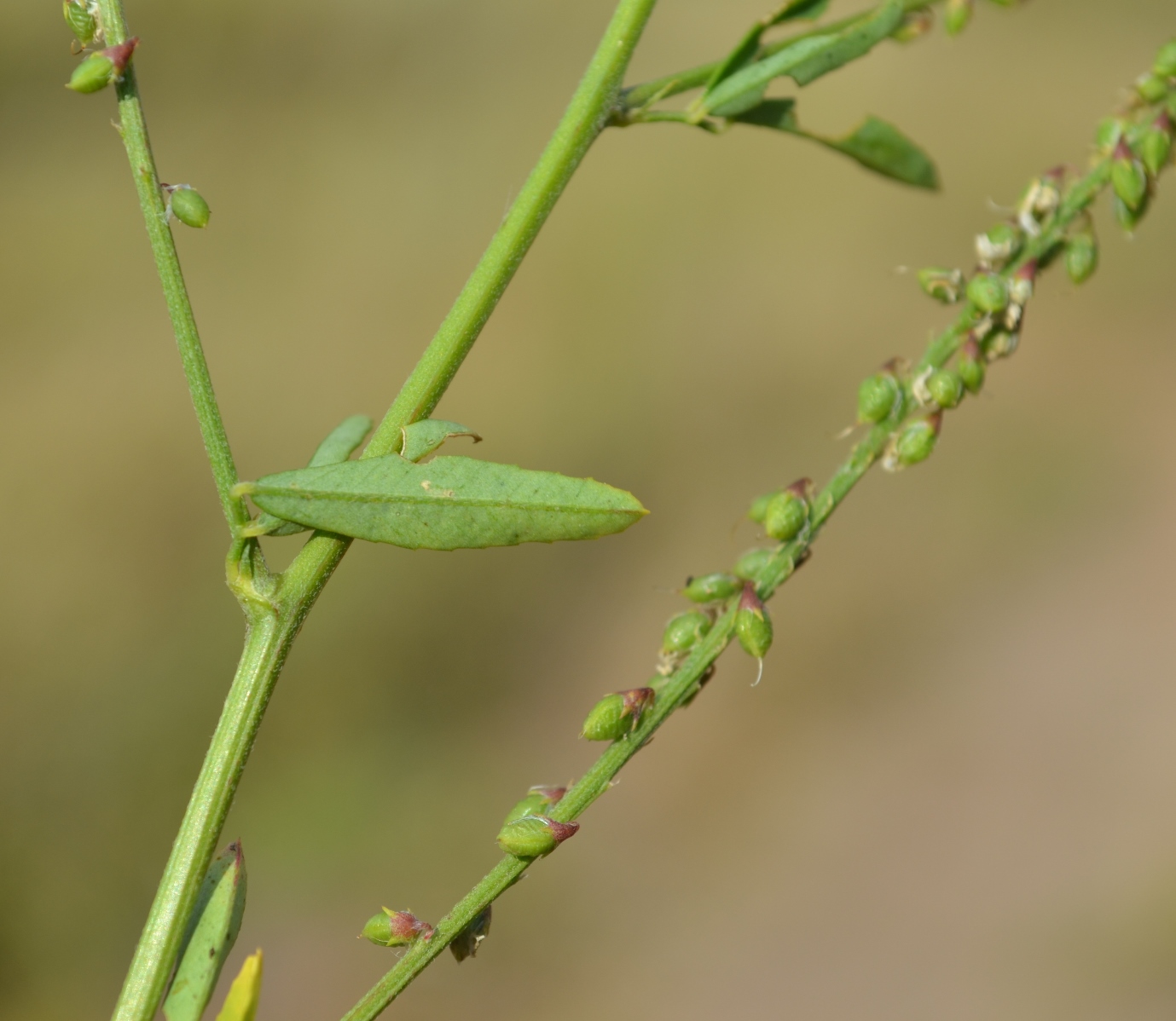 Изображение особи Melilotus albus.