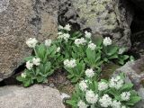Primula bayernii. Цветущие растения. Кабардино-Балкария, Эльбрусский р-н, долина р. Ирикчат, ок. 2900 м н.у.м., среди камней. 06.07.2020.