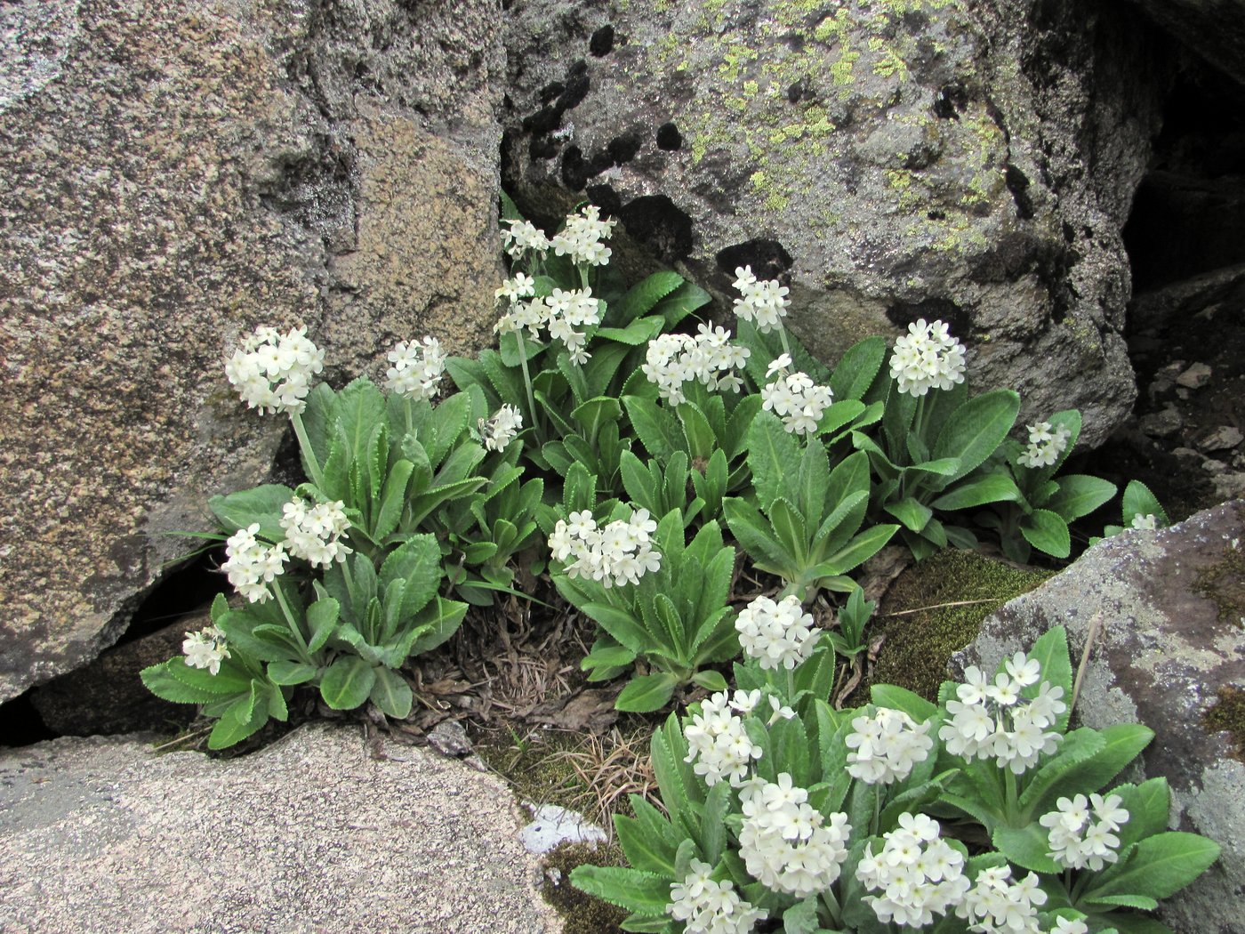 Image of Primula bayernii specimen.