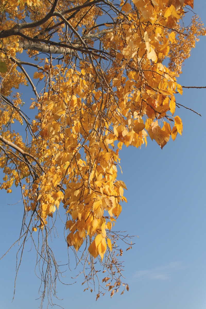 Изображение особи Populus &times; sibirica.