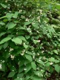 Philadelphus tenuifolius