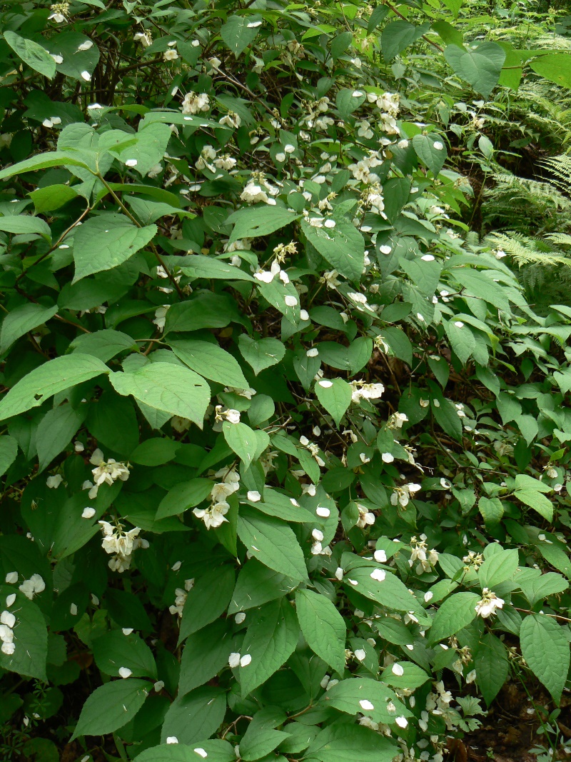 Image of Philadelphus tenuifolius specimen.