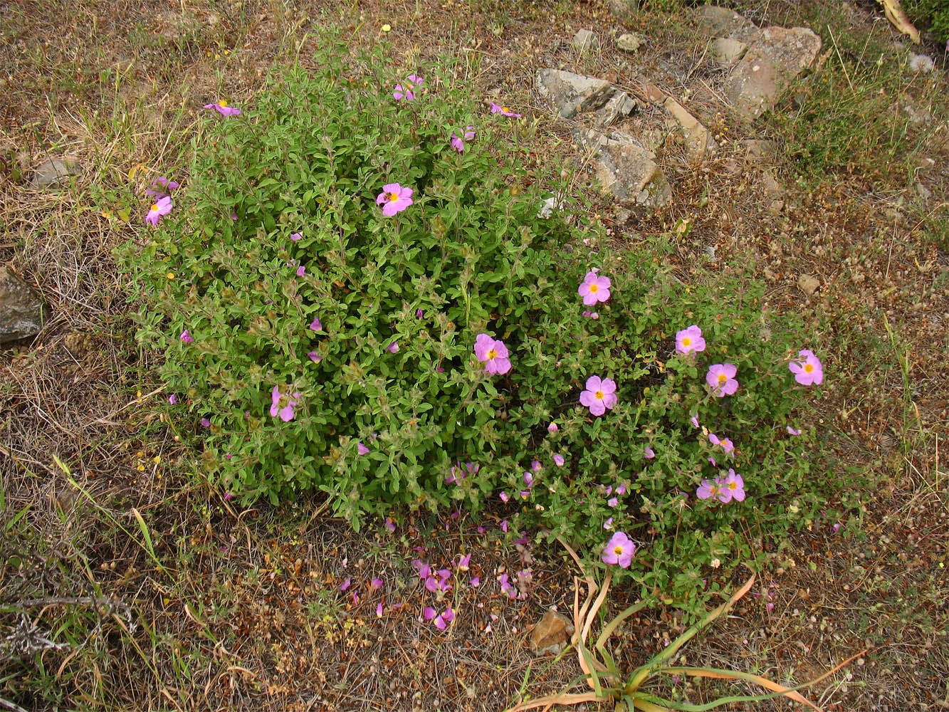 Изображение особи Cistus creticus.