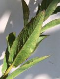 Inula aspera