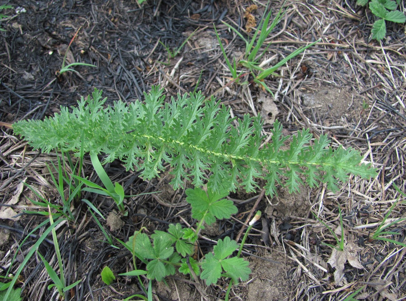 Image of Filipendula vulgaris specimen.