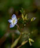 genus Veronica