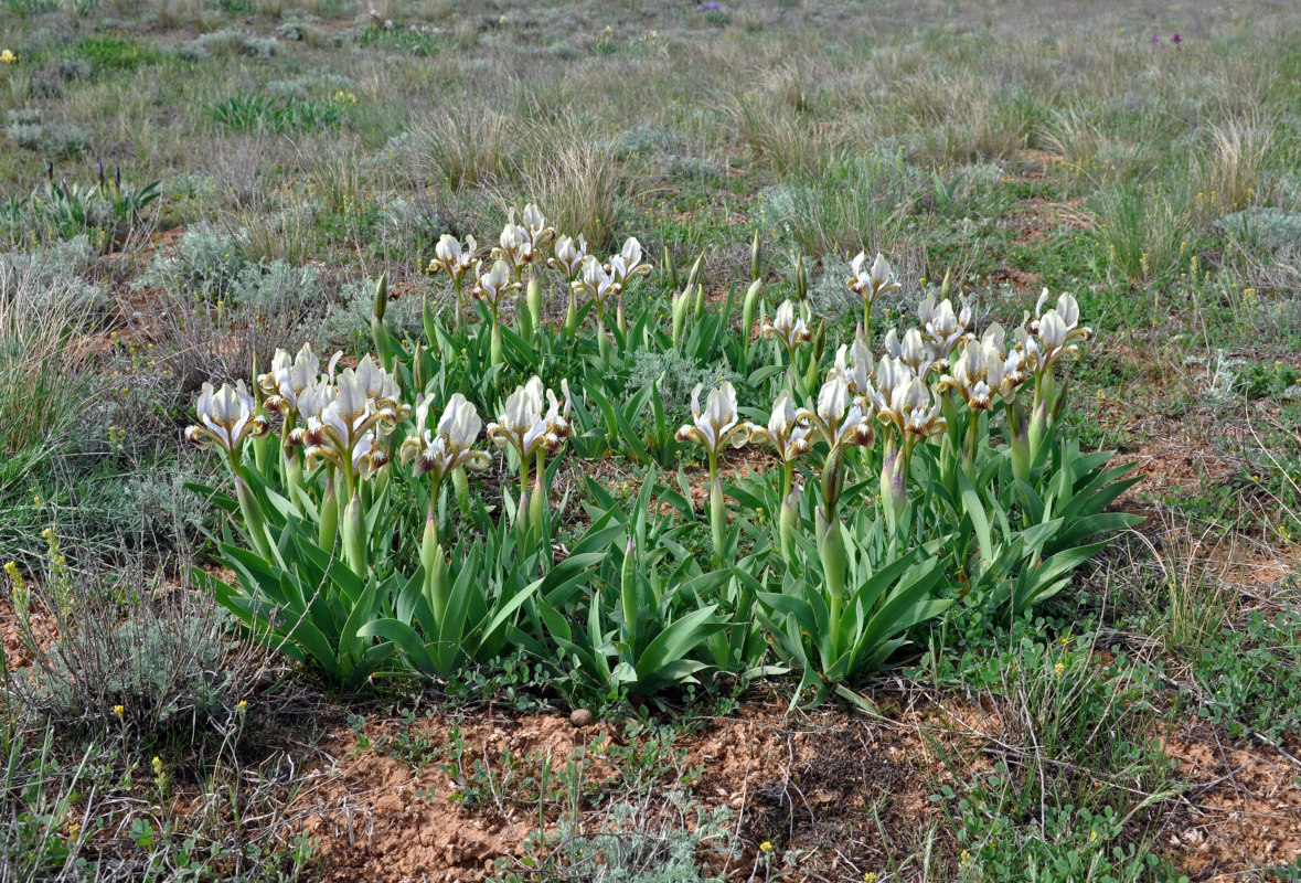 Image of Iris scariosa specimen.