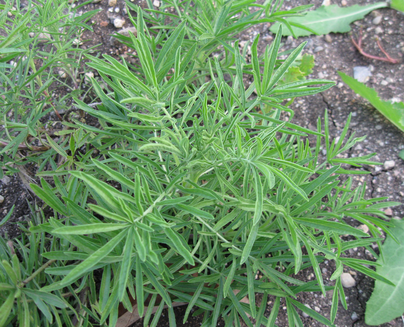 Изображение особи Salvia scabiosifolia.