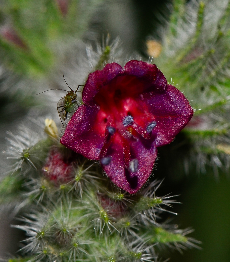 Image of Echium angustifolium specimen.