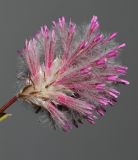 Ptilotus exaltatus