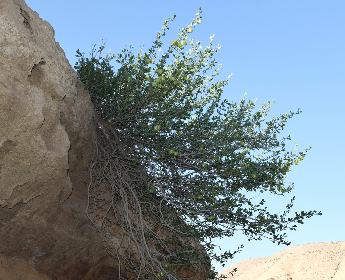 Image of Zygophyllum atriplicoides specimen.