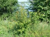 Acer ginnala