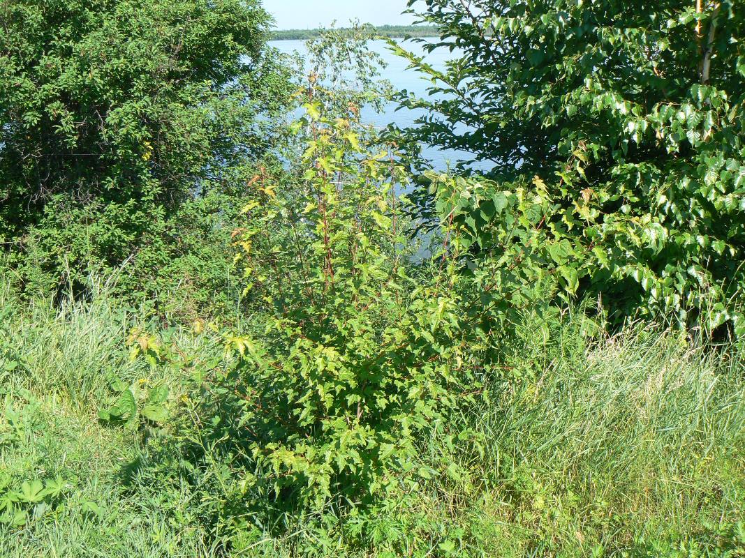 Image of Acer ginnala specimen.