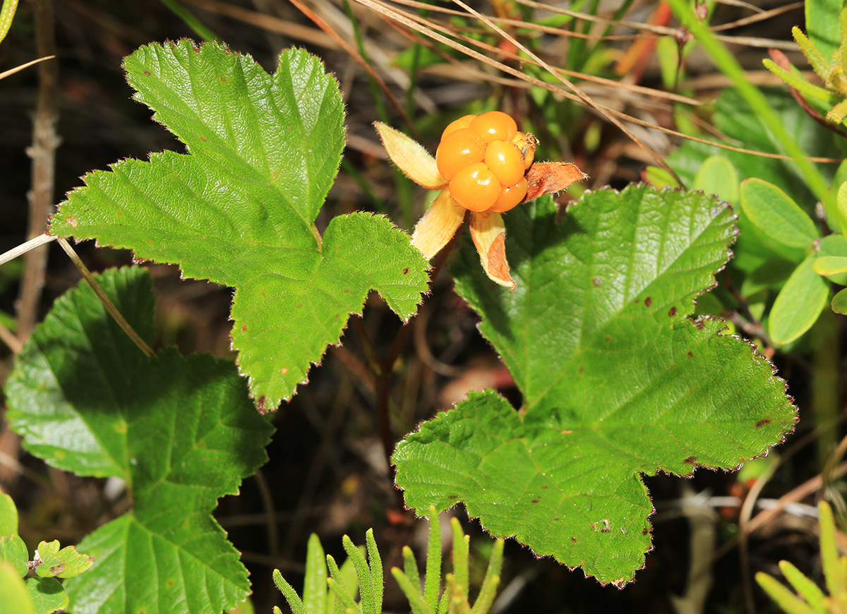 Изображение особи Rubus chamaemorus.