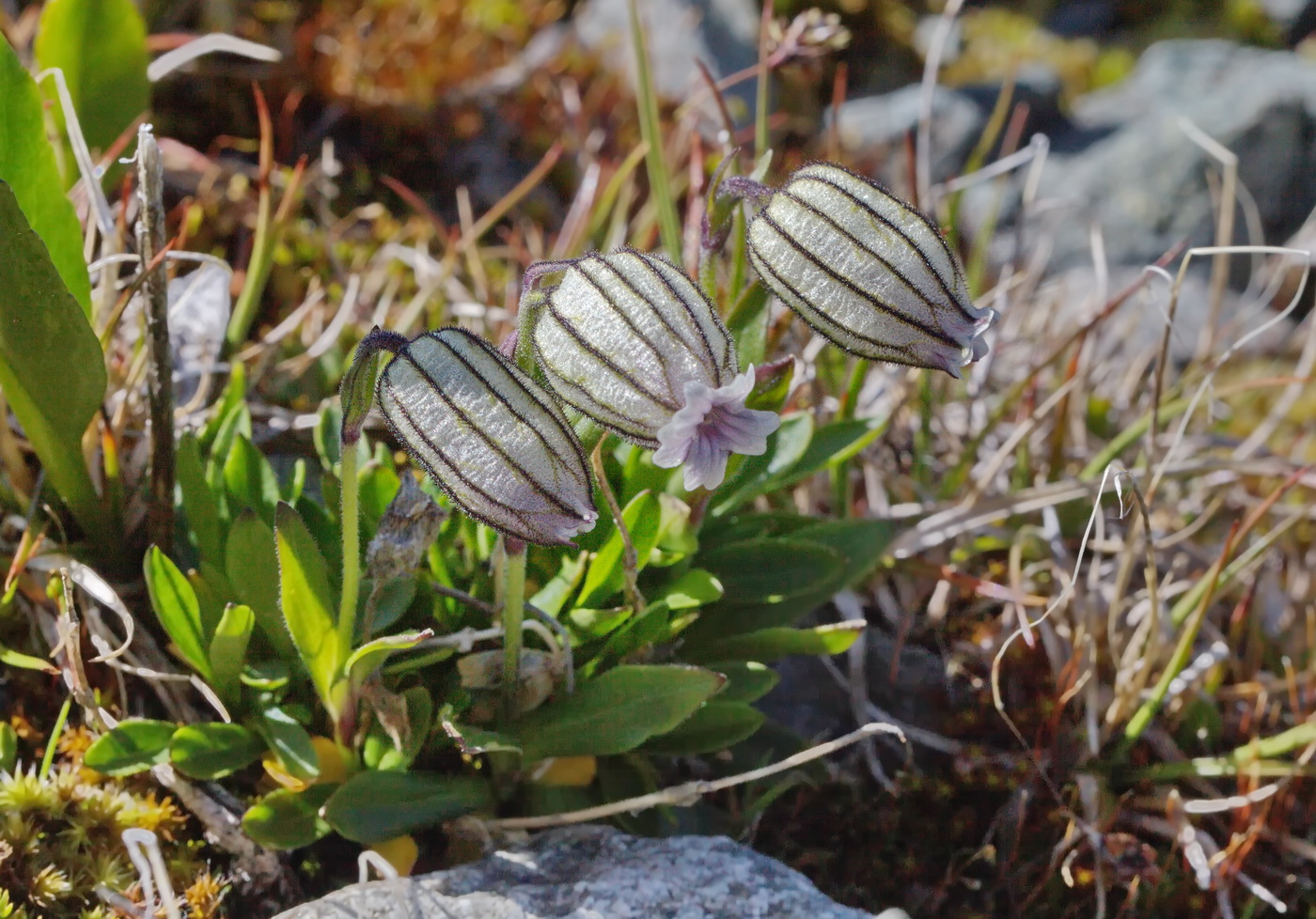 Изображение особи Gastrolychnis uniflora.