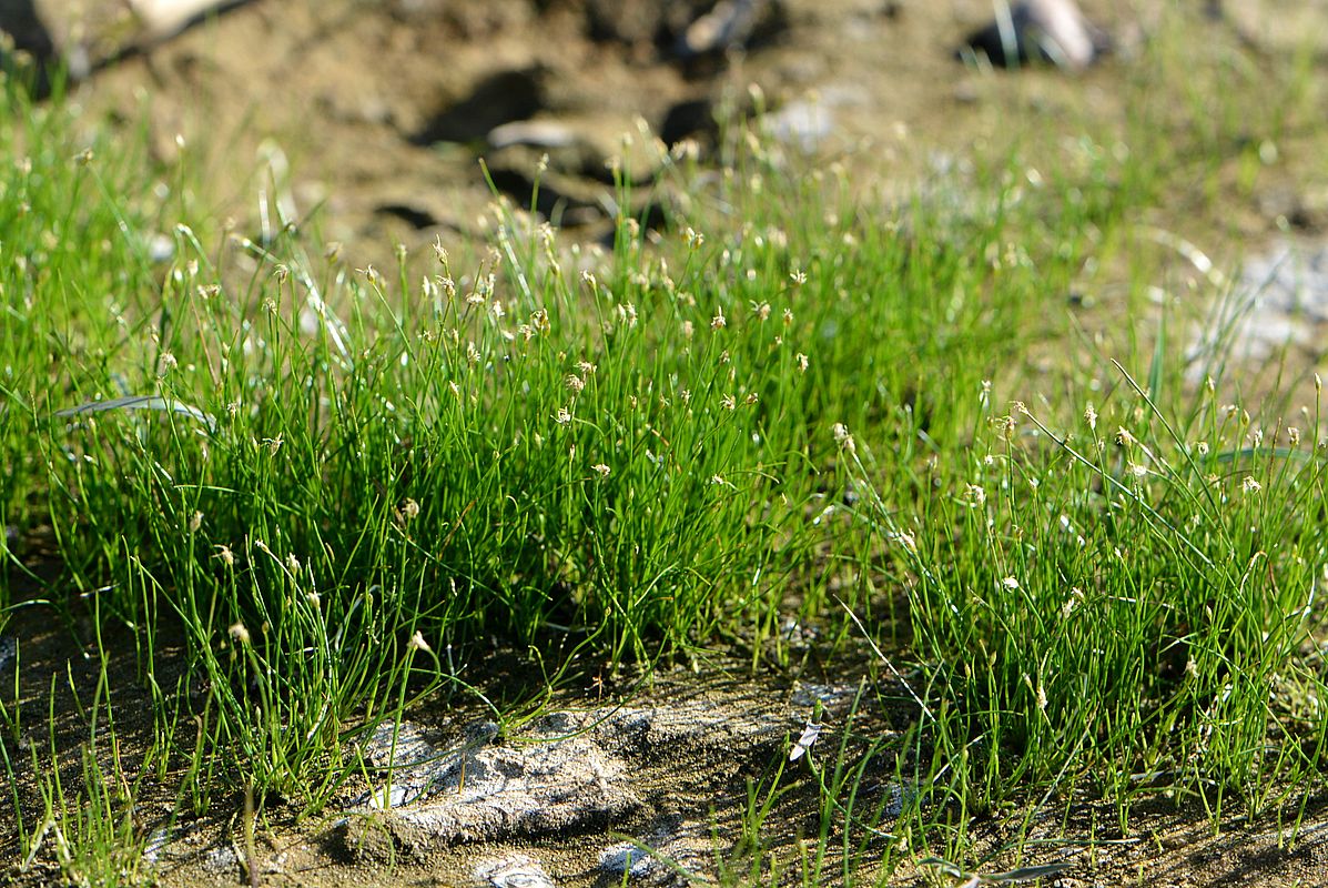 Image of Eleocharis acicularis specimen.