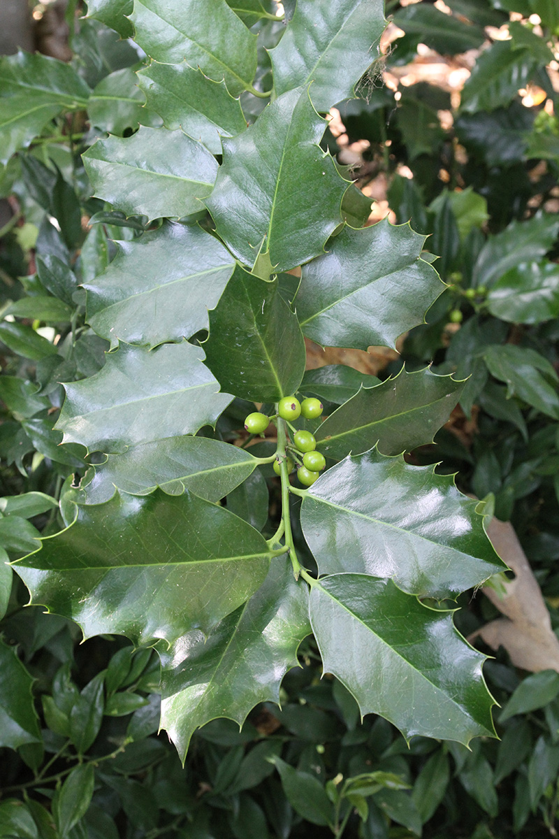 Image of Ilex aquifolium specimen.