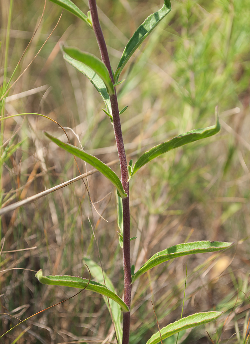 Изображение особи Veronica spicata.