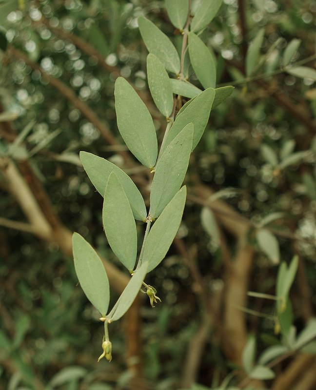 Image of Simmondsia chinensis specimen.