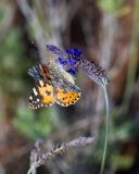 Lavandula multifida