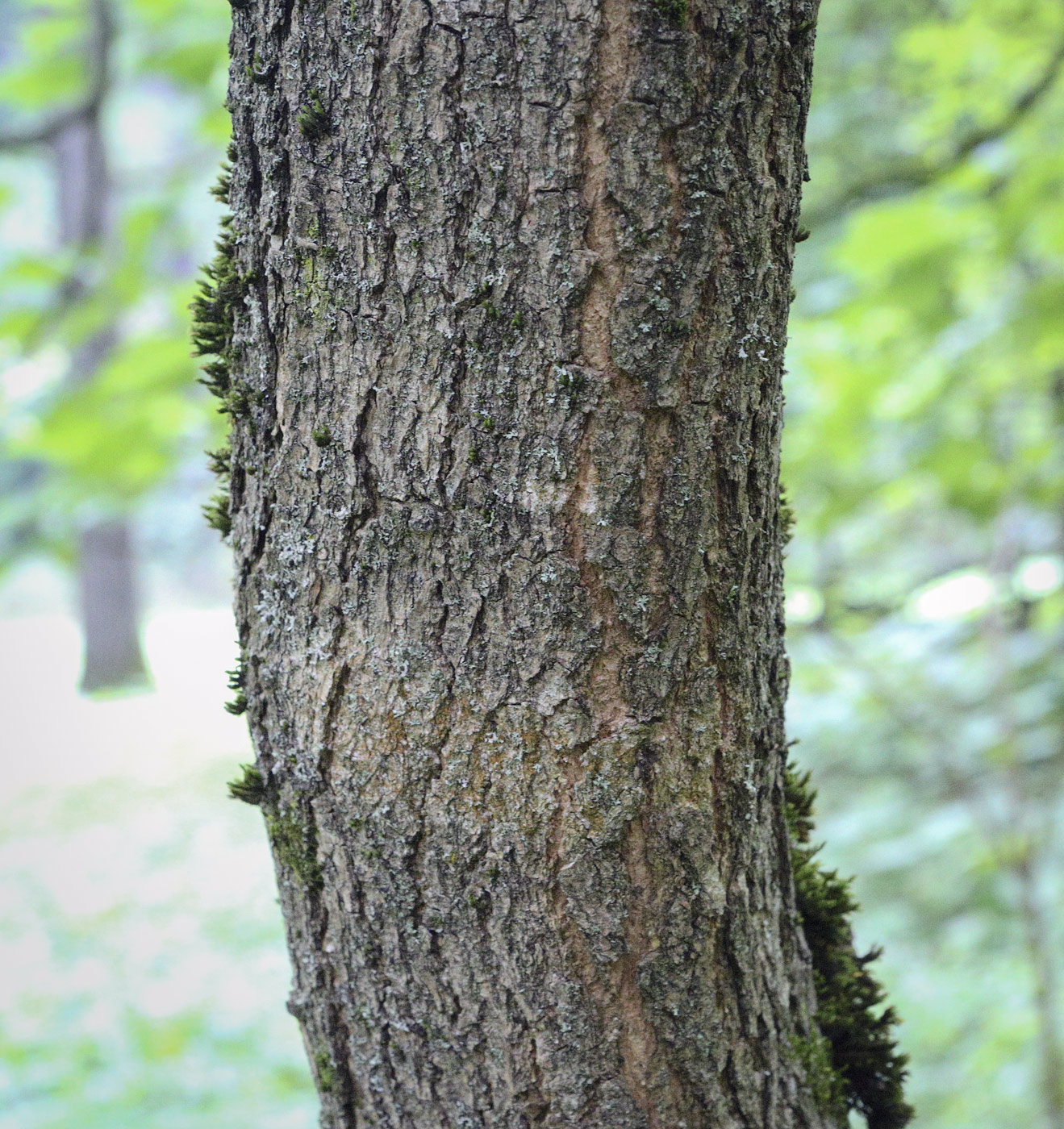 Image of Catalpa bignonioides specimen.